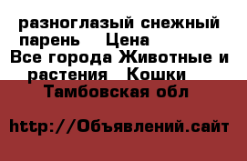 разноглазый снежный парень. › Цена ­ 10 000 - Все города Животные и растения » Кошки   . Тамбовская обл.